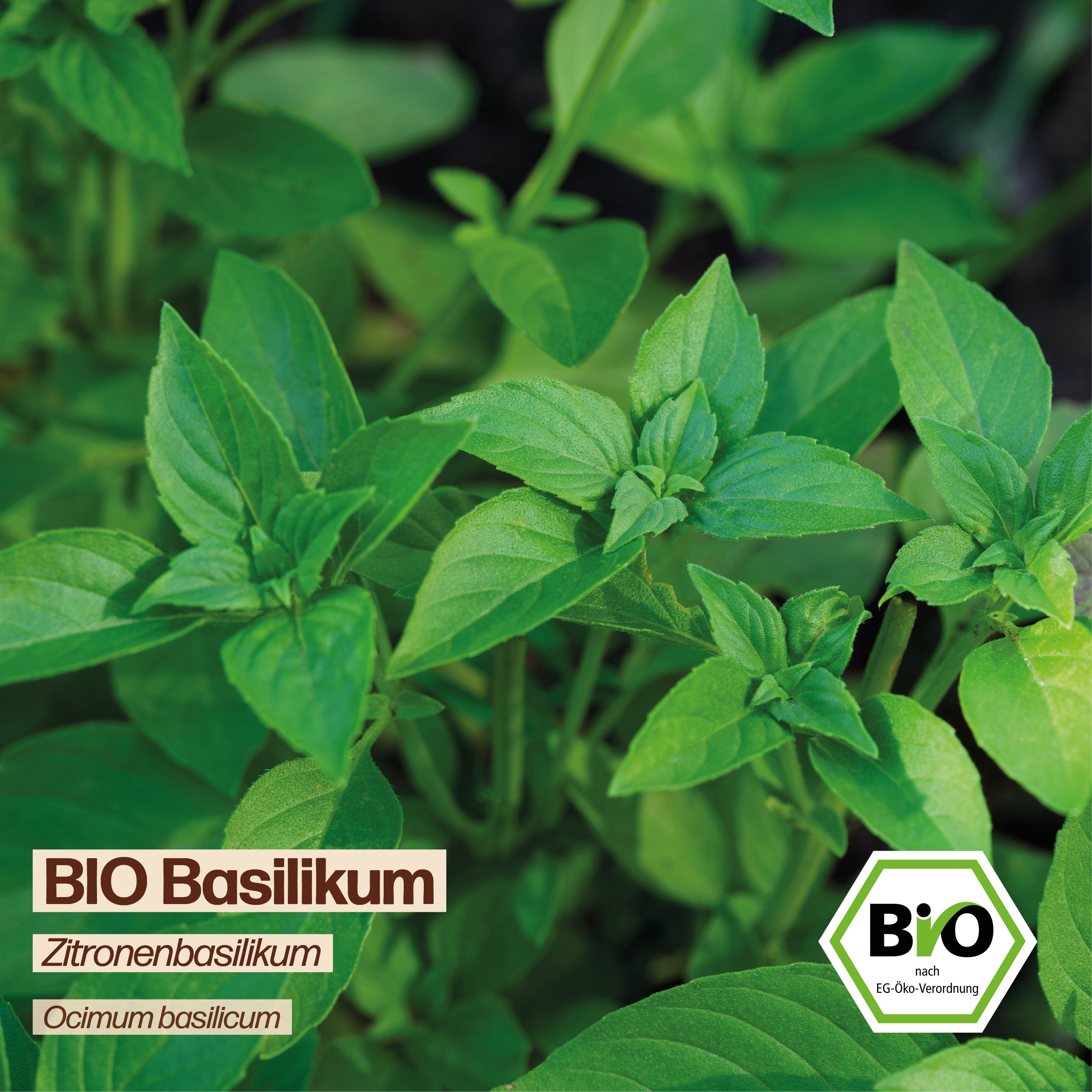 BIO Basilikum "Zitronenbasilikum"