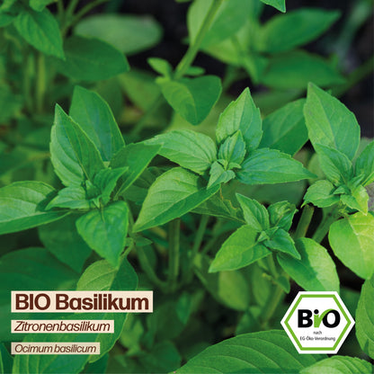 BIO Basilikum "Zitronenbasilikum"