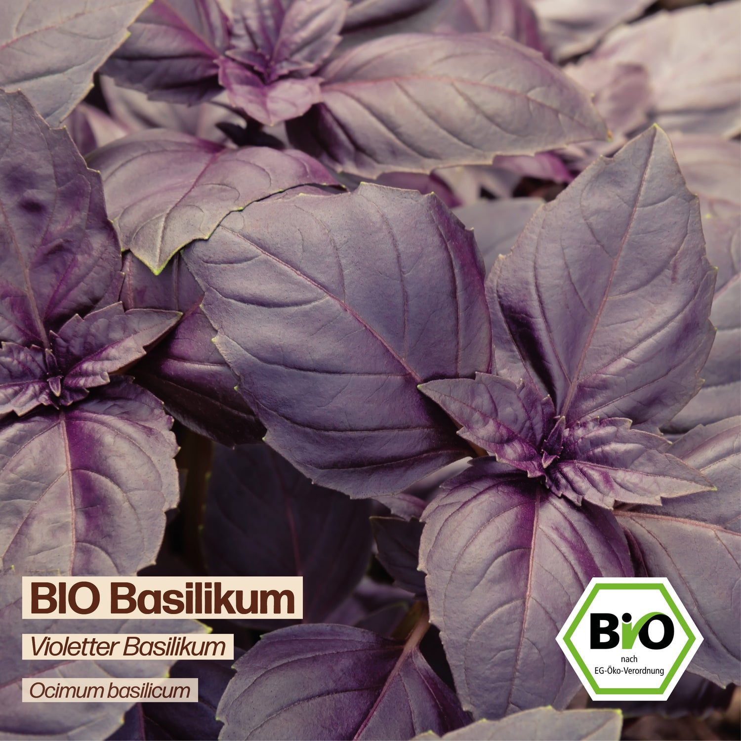 BIO Basilikum "Violetter Basilikum"