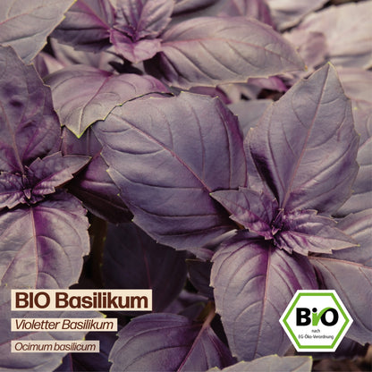 BIO Basilikum "Violetter Basilikum"