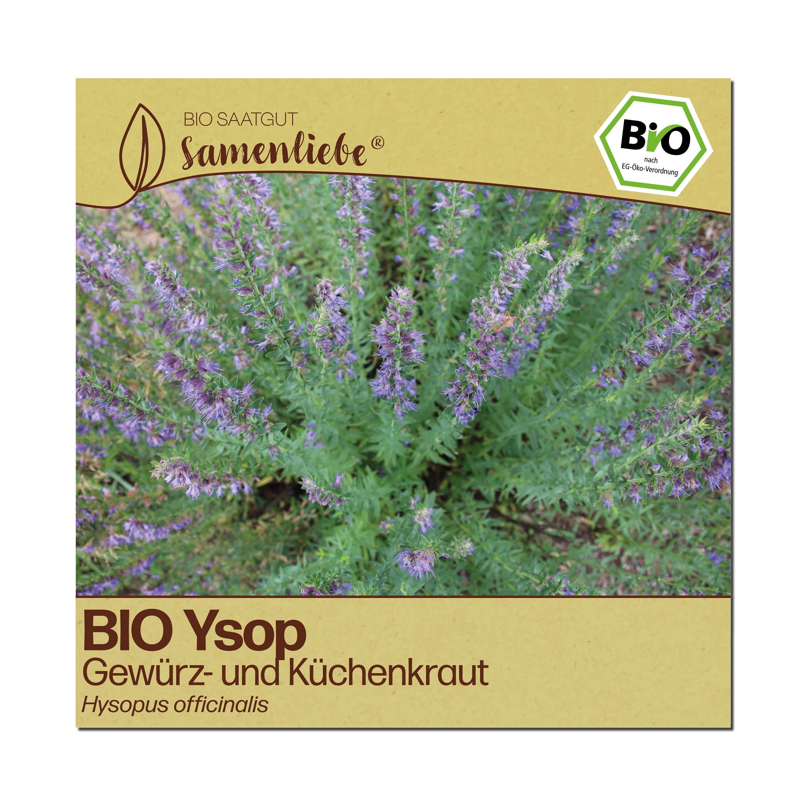 BIO Ysop "Heilpflanze"