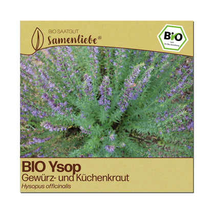 BIO Ysop "Heilpflanze"