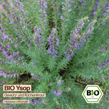 BIO Ysop "Heilpflanze"