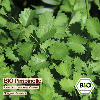 BIO Pimpinelle "Kleiner Wiesenknopf"