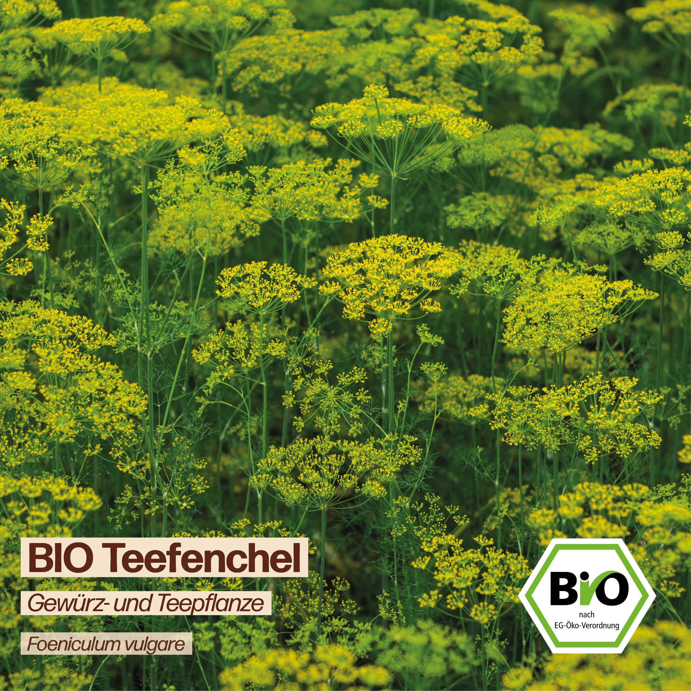 BIO Fenchel "Teefenchel"