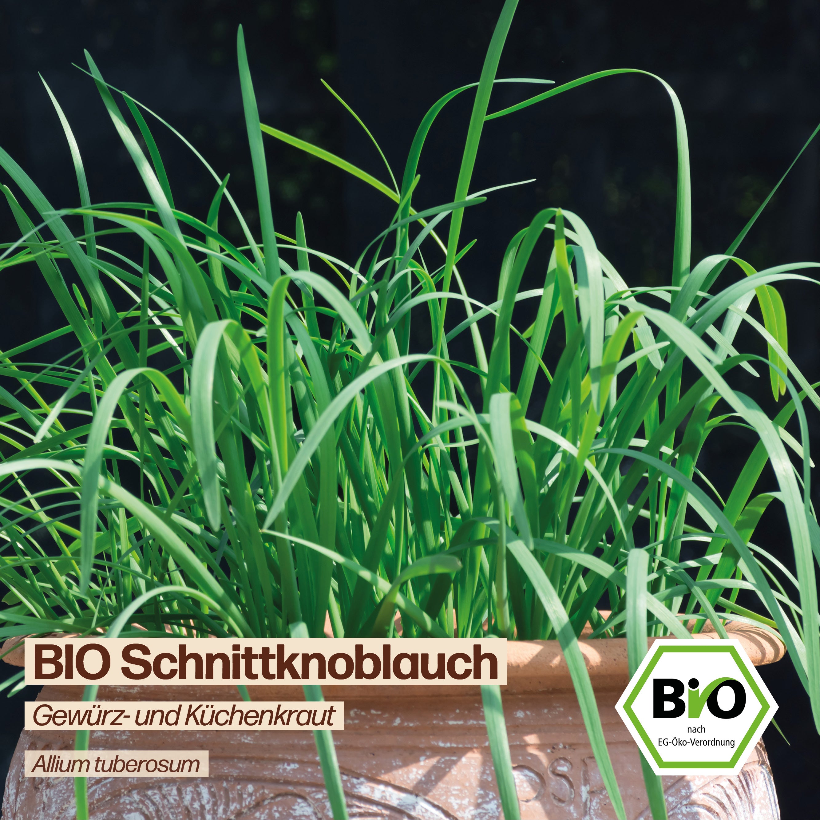 BIO Schnittknoblauch "Küchenkraut"