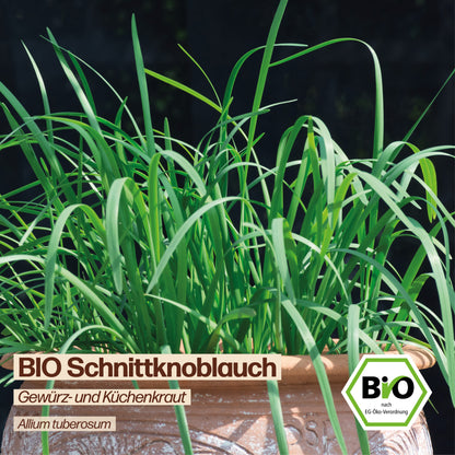 BIO Schnittknoblauch "Küchenkraut"