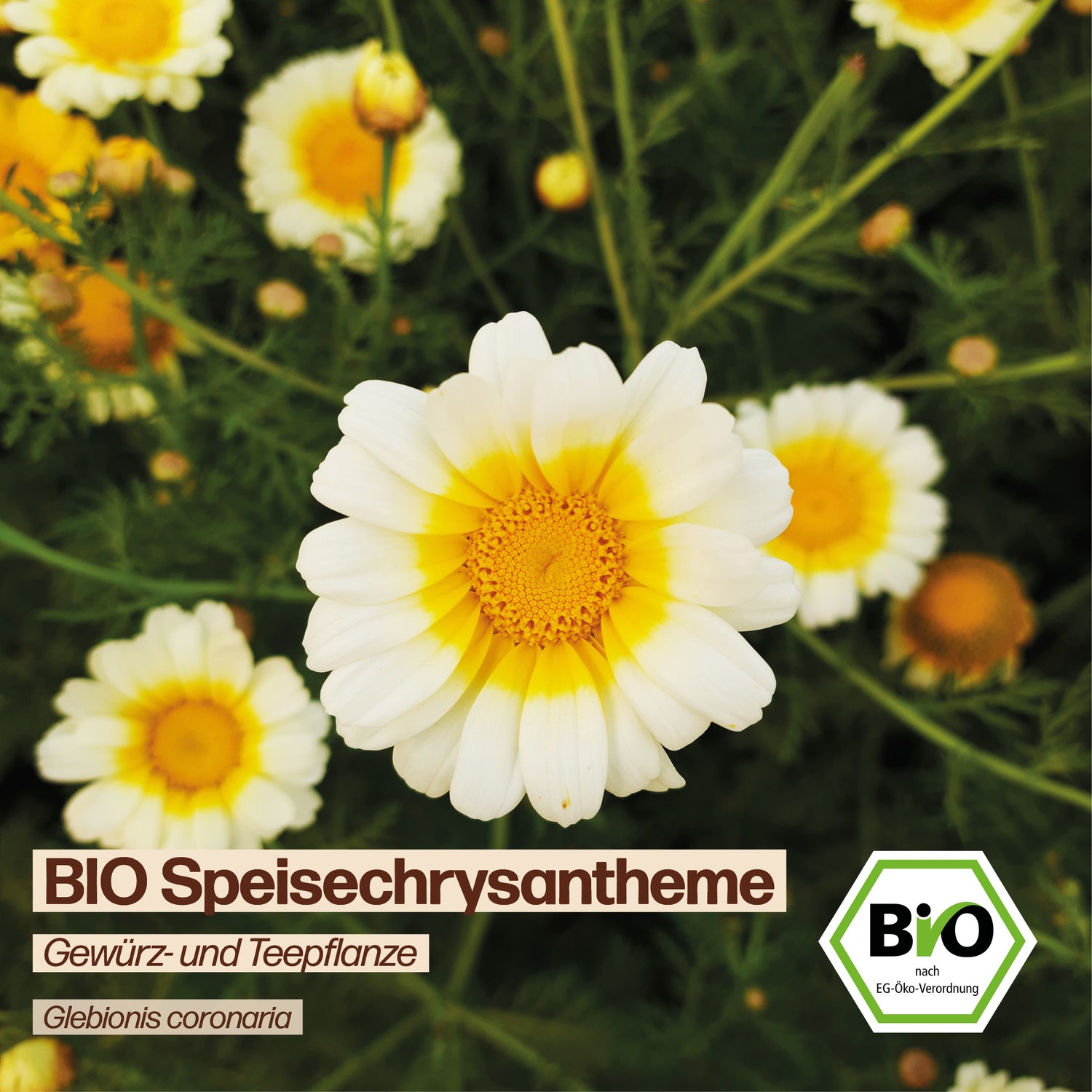 BIO Speisechrysantheme "essbare Blüten"