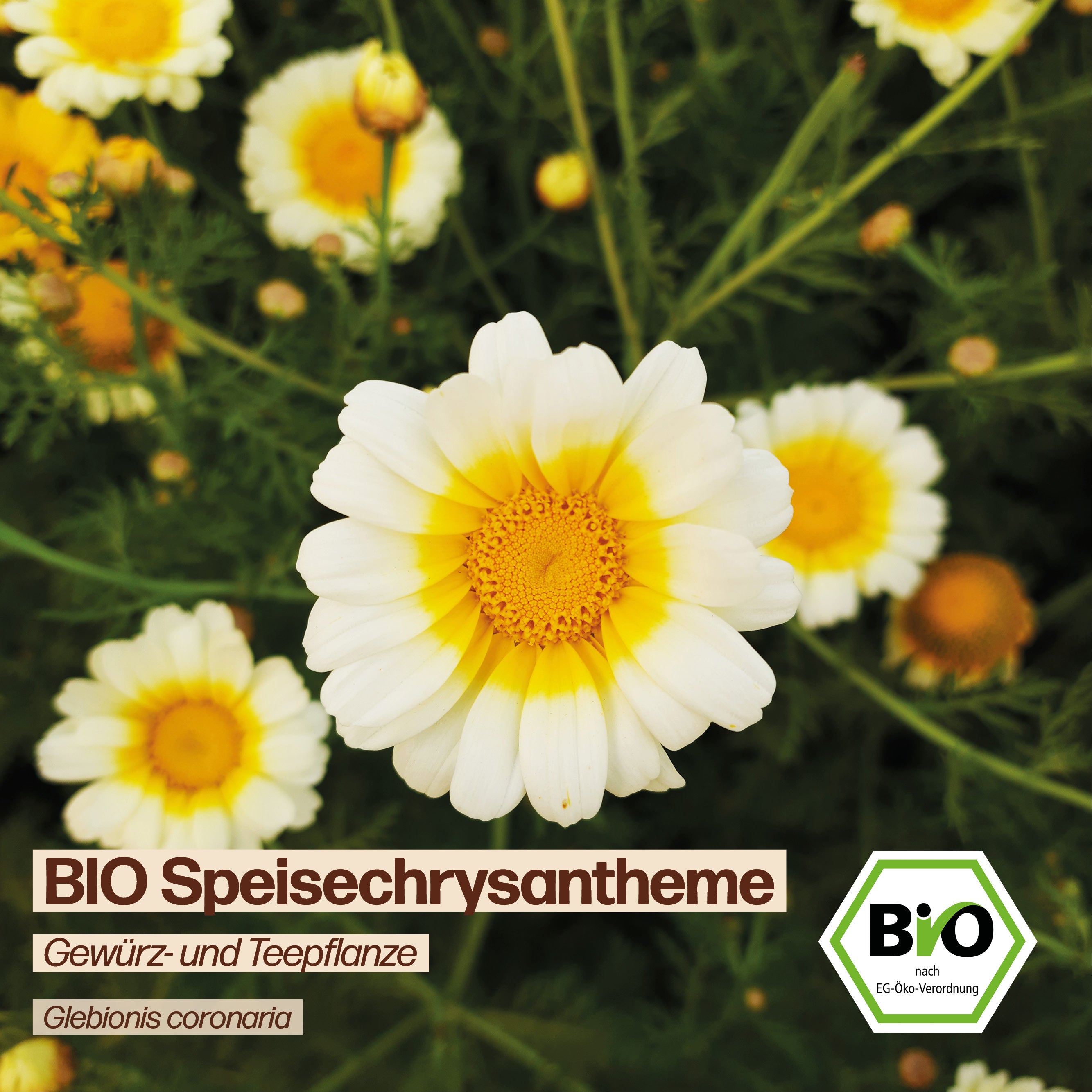 BIO Speisechrysantheme "essbare Blüten"