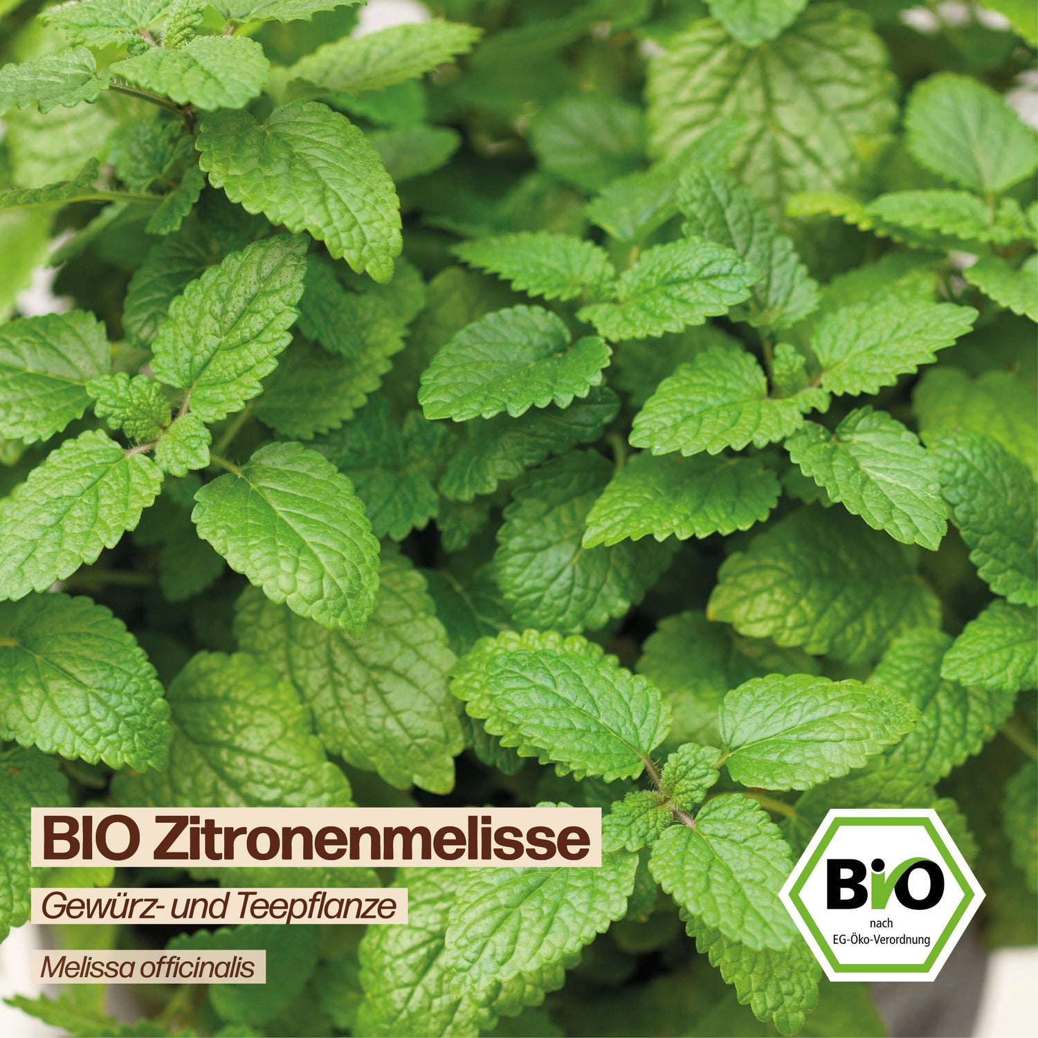 BIO Zitronenmelisse "Tee- &amp; Heilpflanze"