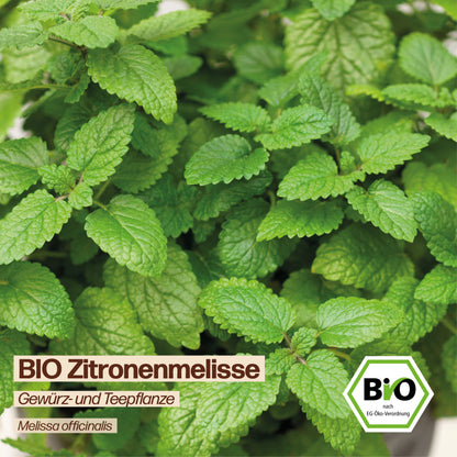 BIO Zitronenmelisse "Tee- &amp; Heilpflanze"