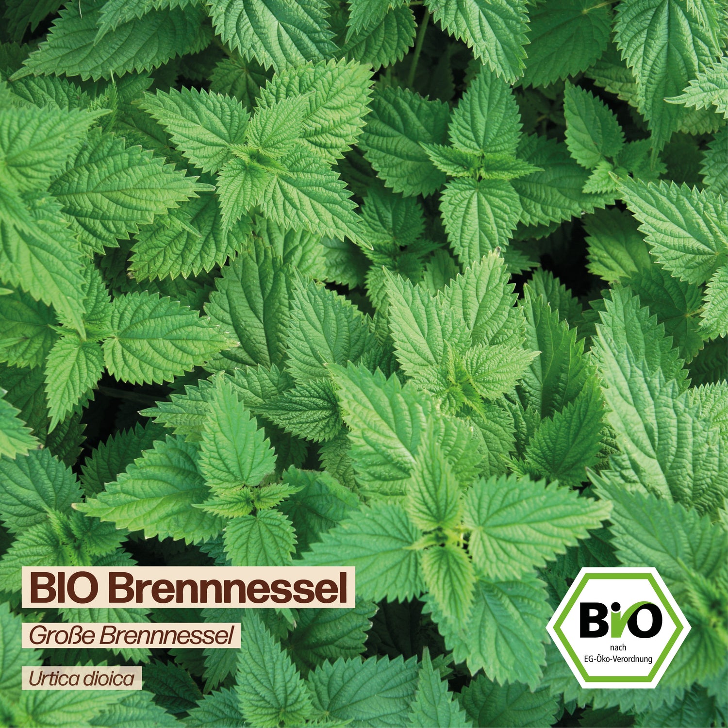 BIO Brennnessel "Große Brennnessel"