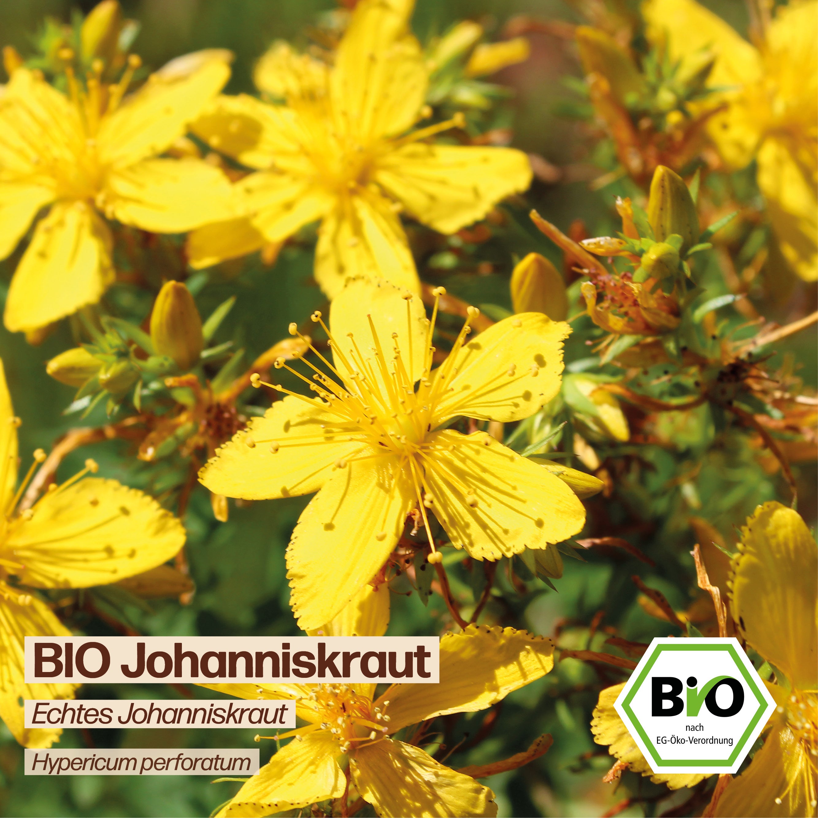 BIO Johanniskraut "Echtes Johanniskraut"