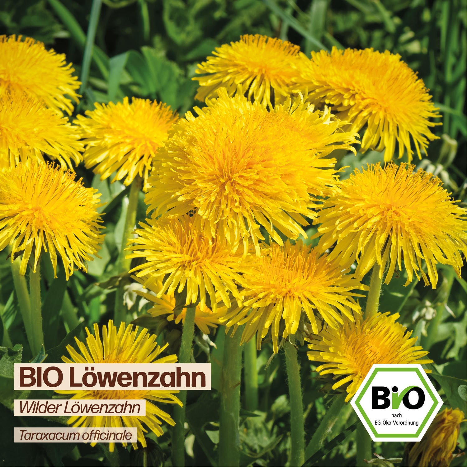 BIO Löwenzahn "Wilder Löwenzahn"