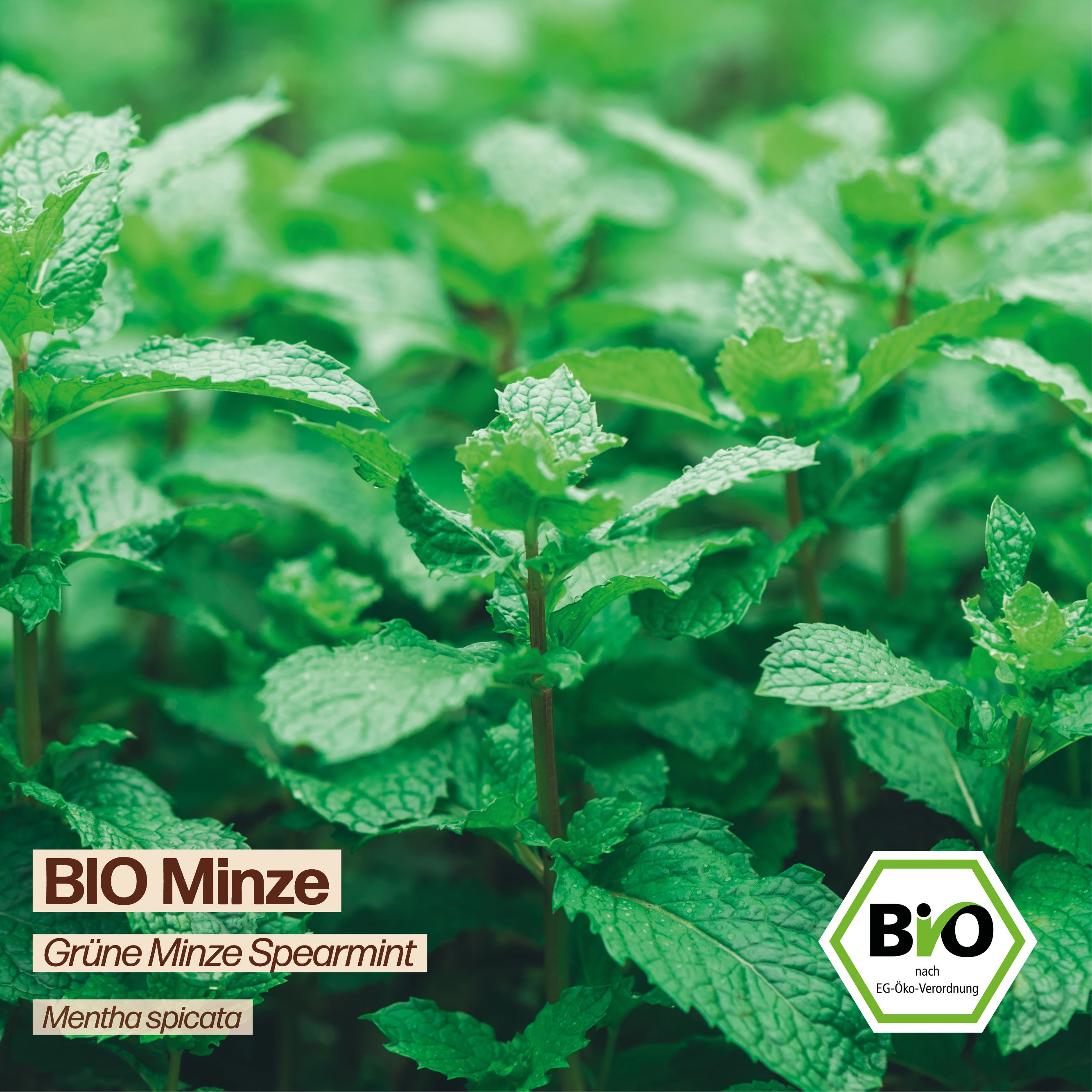 BIO Minze "Grüne Cocktail-Minze"