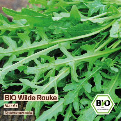 BIO Wilde Rauke "Rucola"