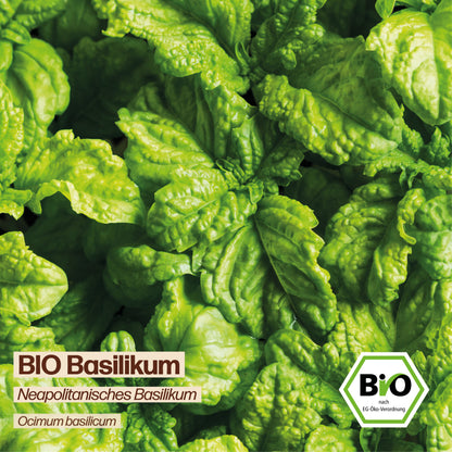 BIO Basilikum "italienischer Neapolitano"