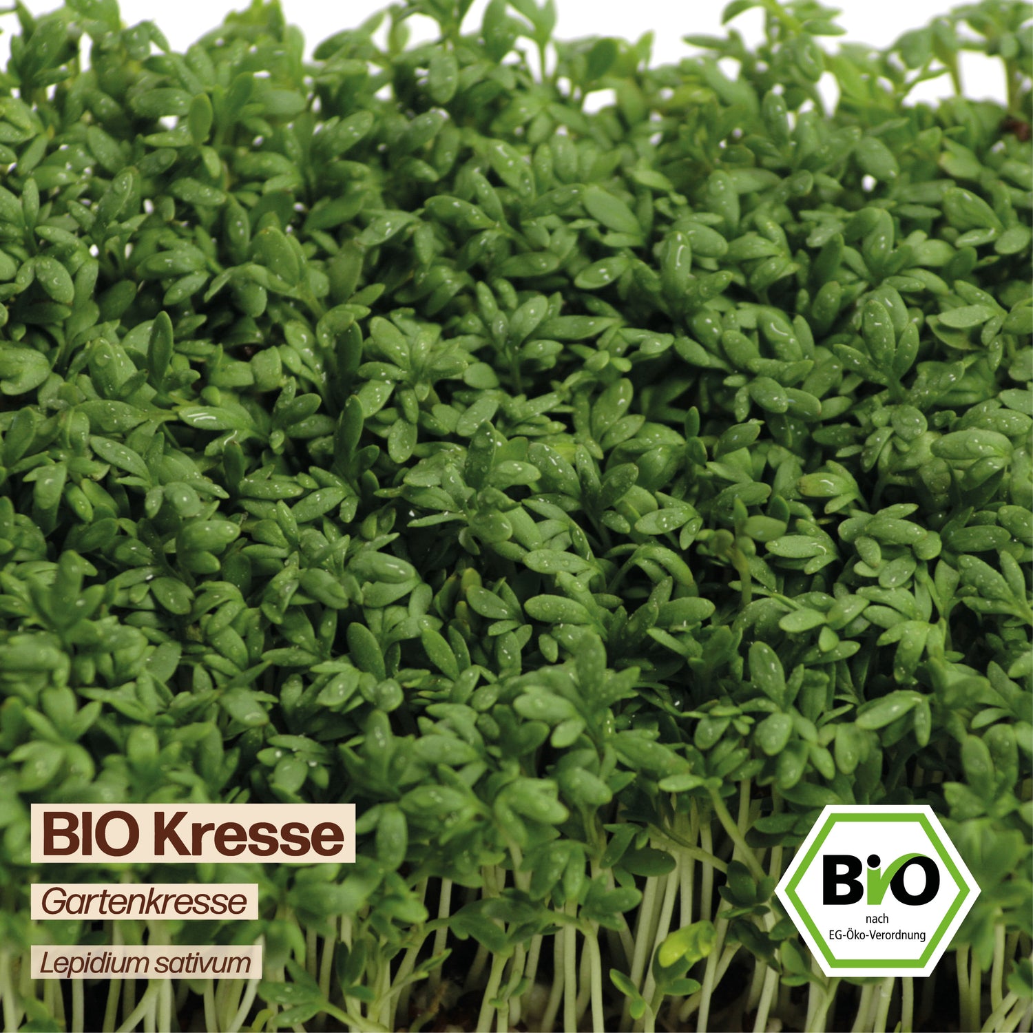 BIO Kresse "Gartenkresse &amp; Küchenkraut"