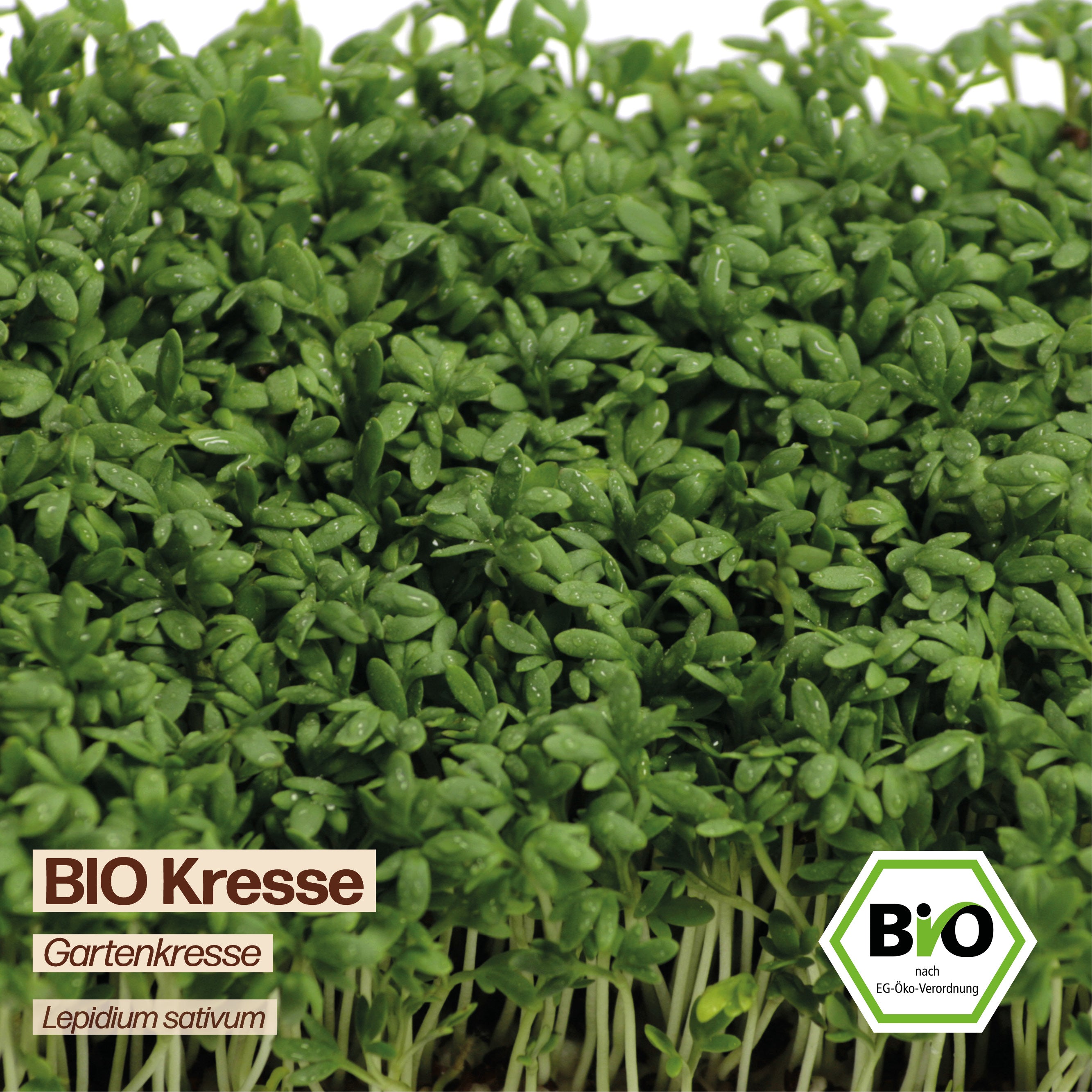 BIO Kresse "Gartenkresse &amp; Küchenkraut"