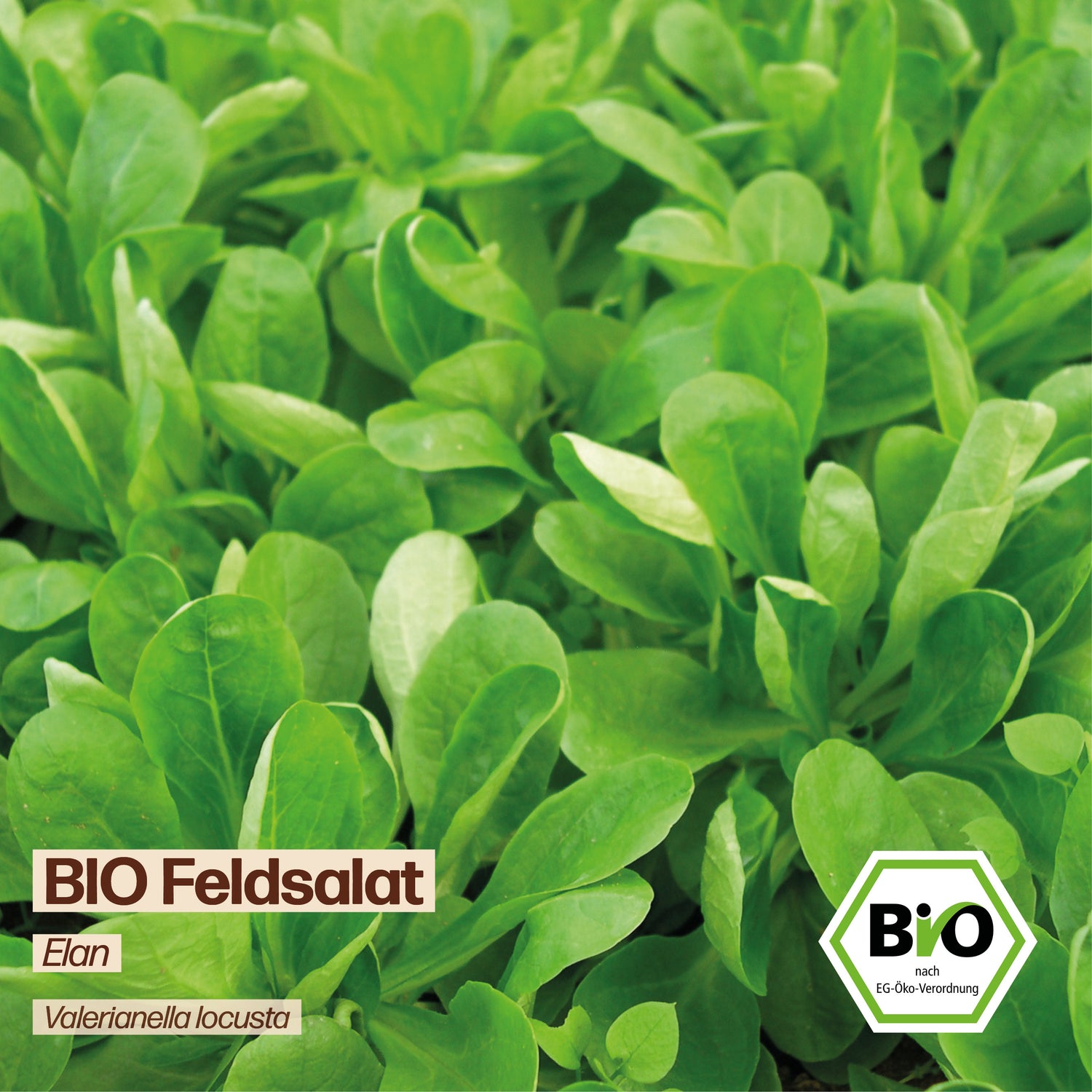 BIO Feldsalat "Elan"