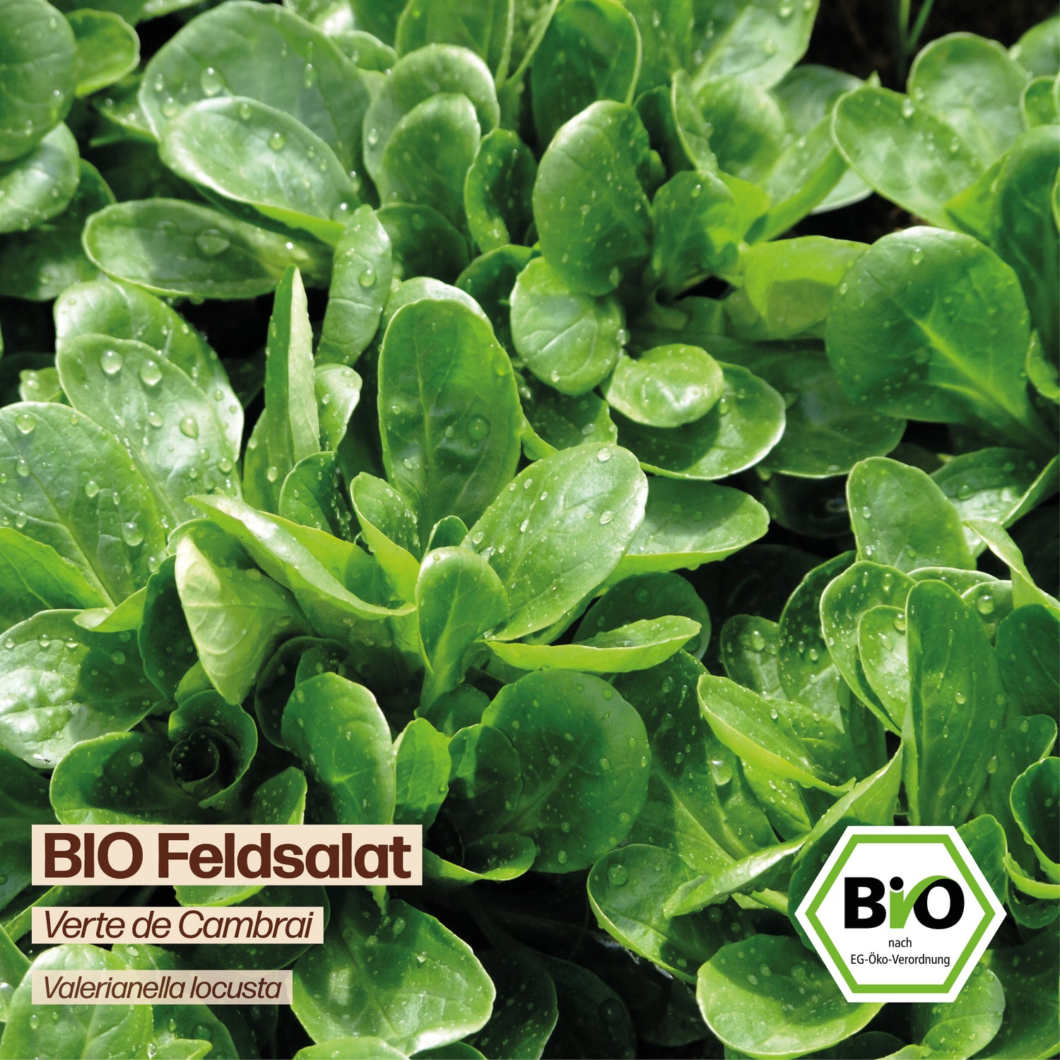 BIO Feldsalat "Verte de Cambrai"