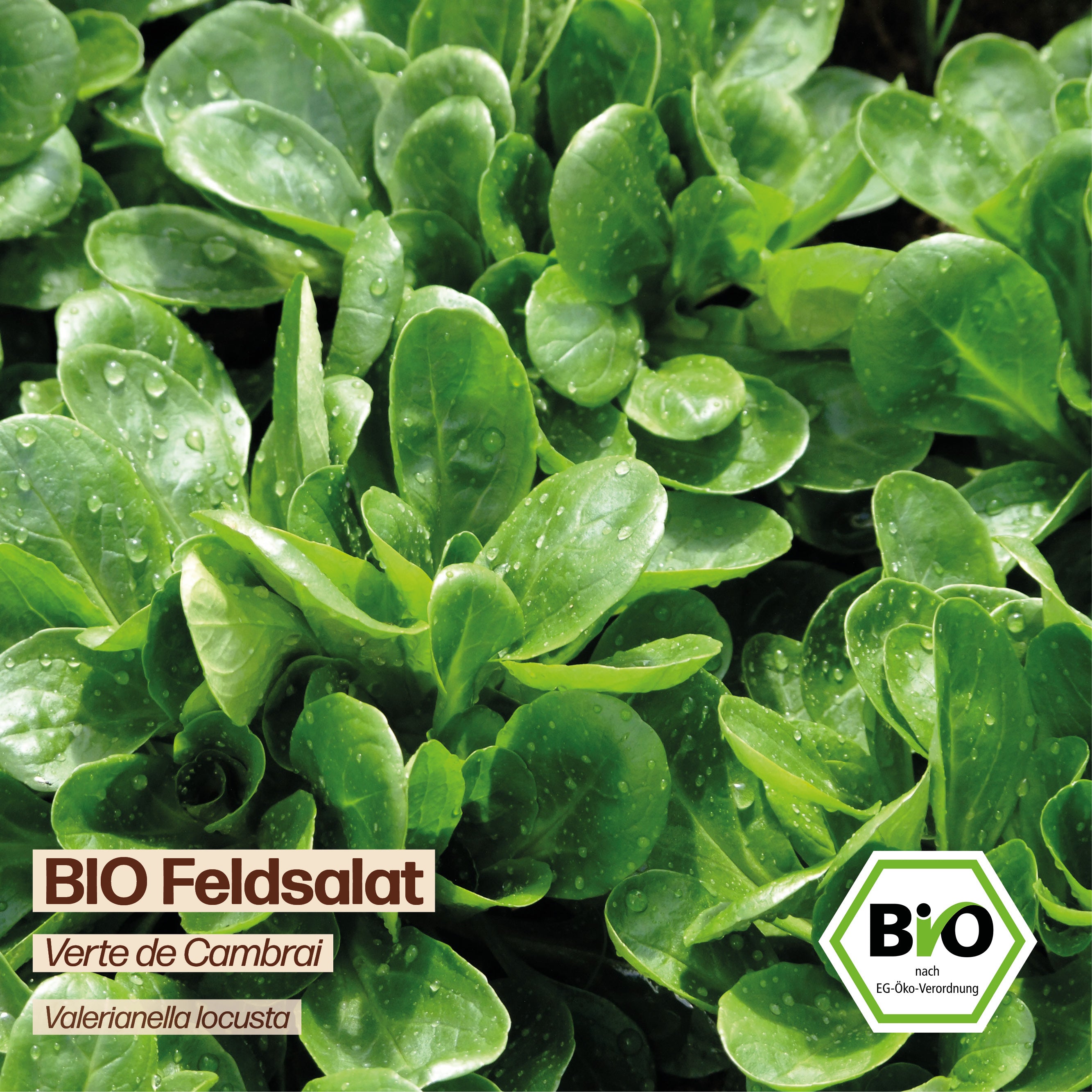 BIO Feldsalat "Verte de Cambrai"