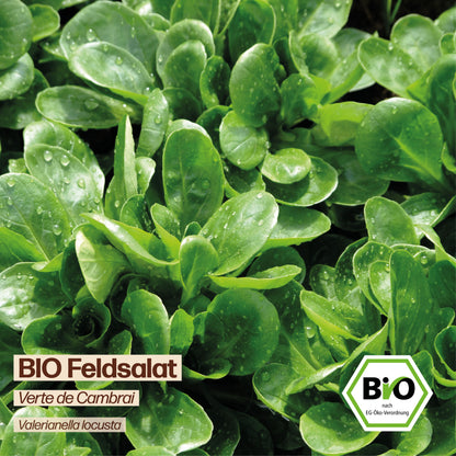 BIO Feldsalat "Verte de Cambrai"