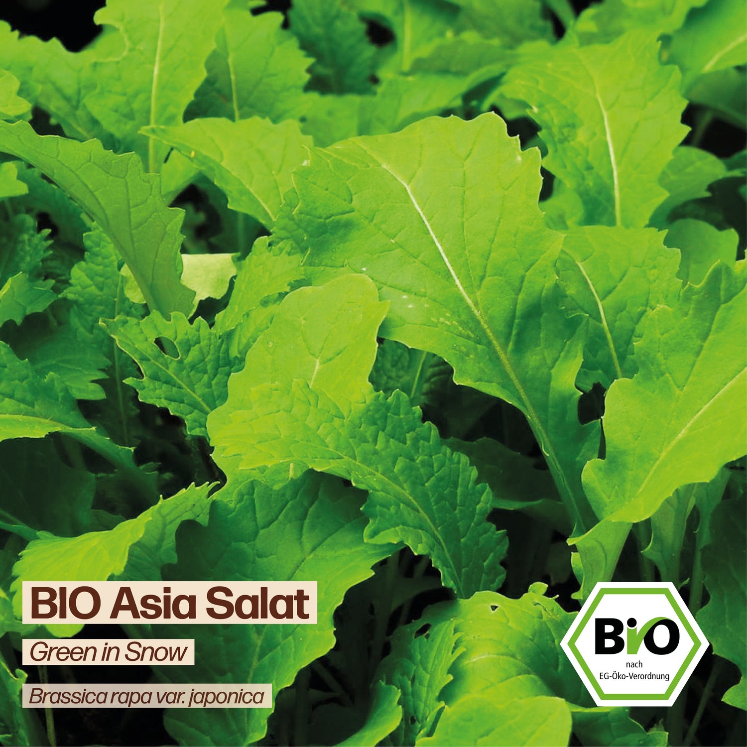 BIO Asia Salat "Green in Snow"
