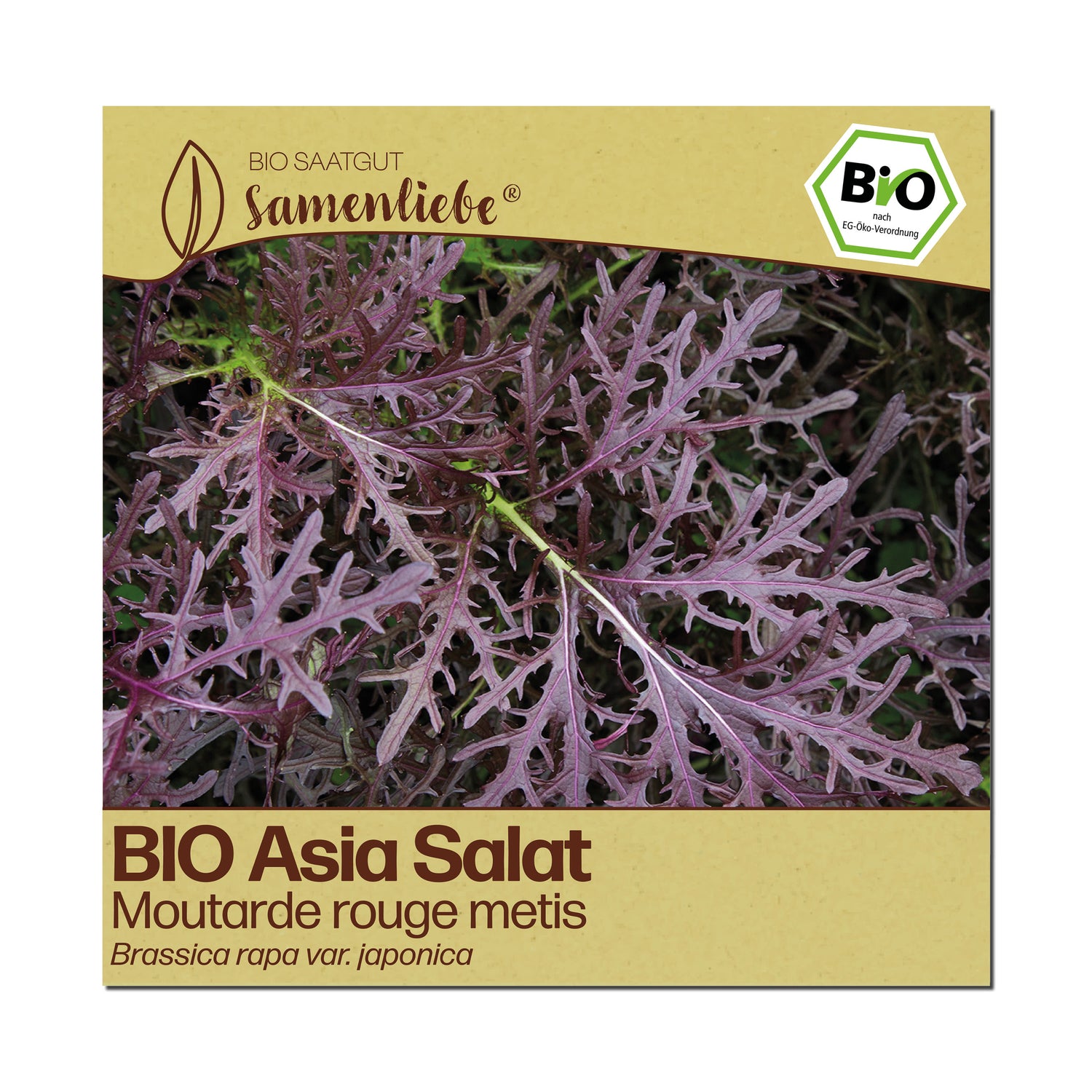 BIO Asia Salat "Moutarde rouge metis"