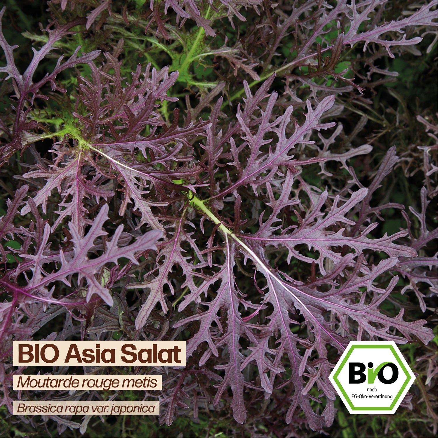 BIO Asia Salat "Moutarde rouge metis"