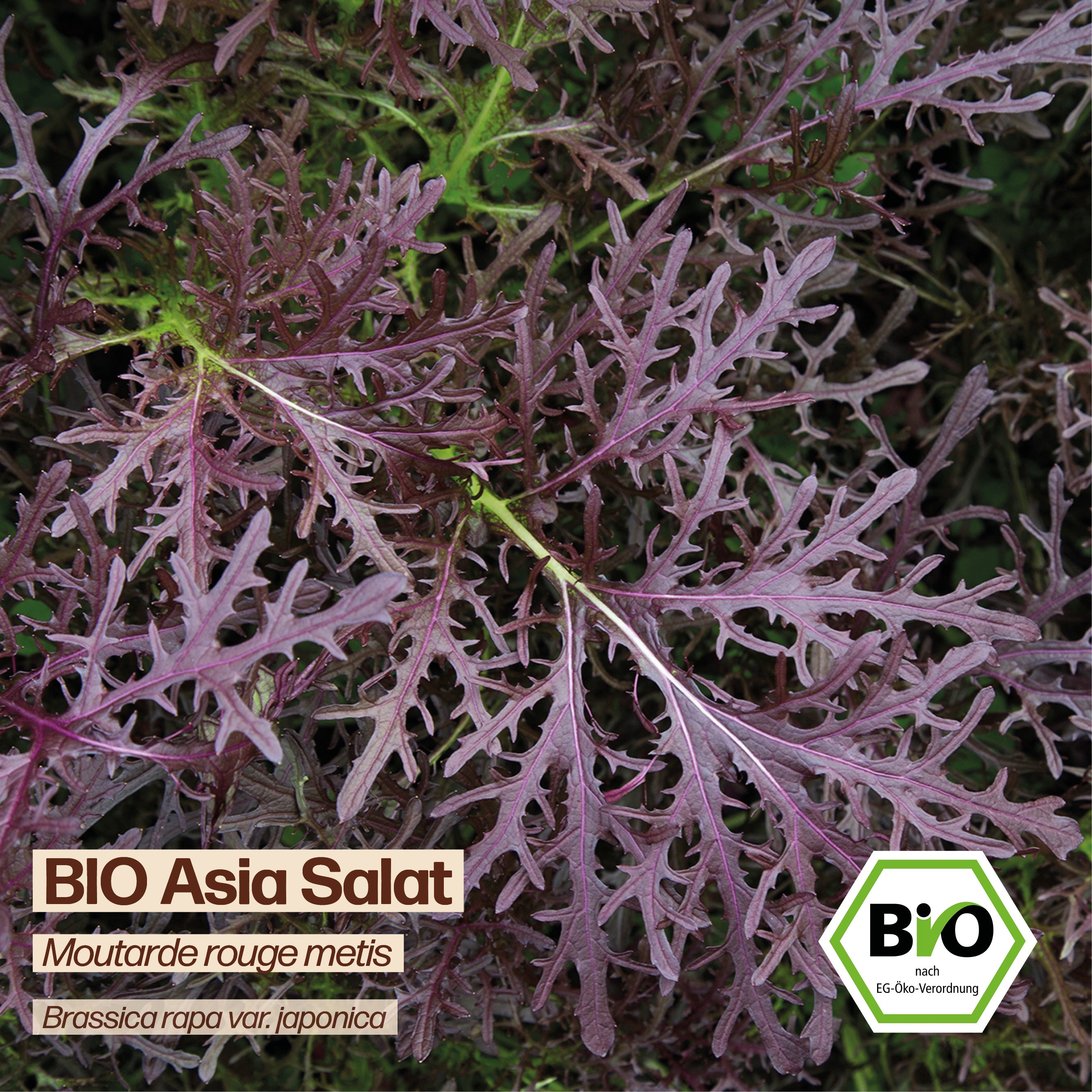 BIO Asia Salat "Moutarde rouge metis"