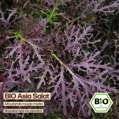BIO Asia Salat "Moutarde rouge metis"