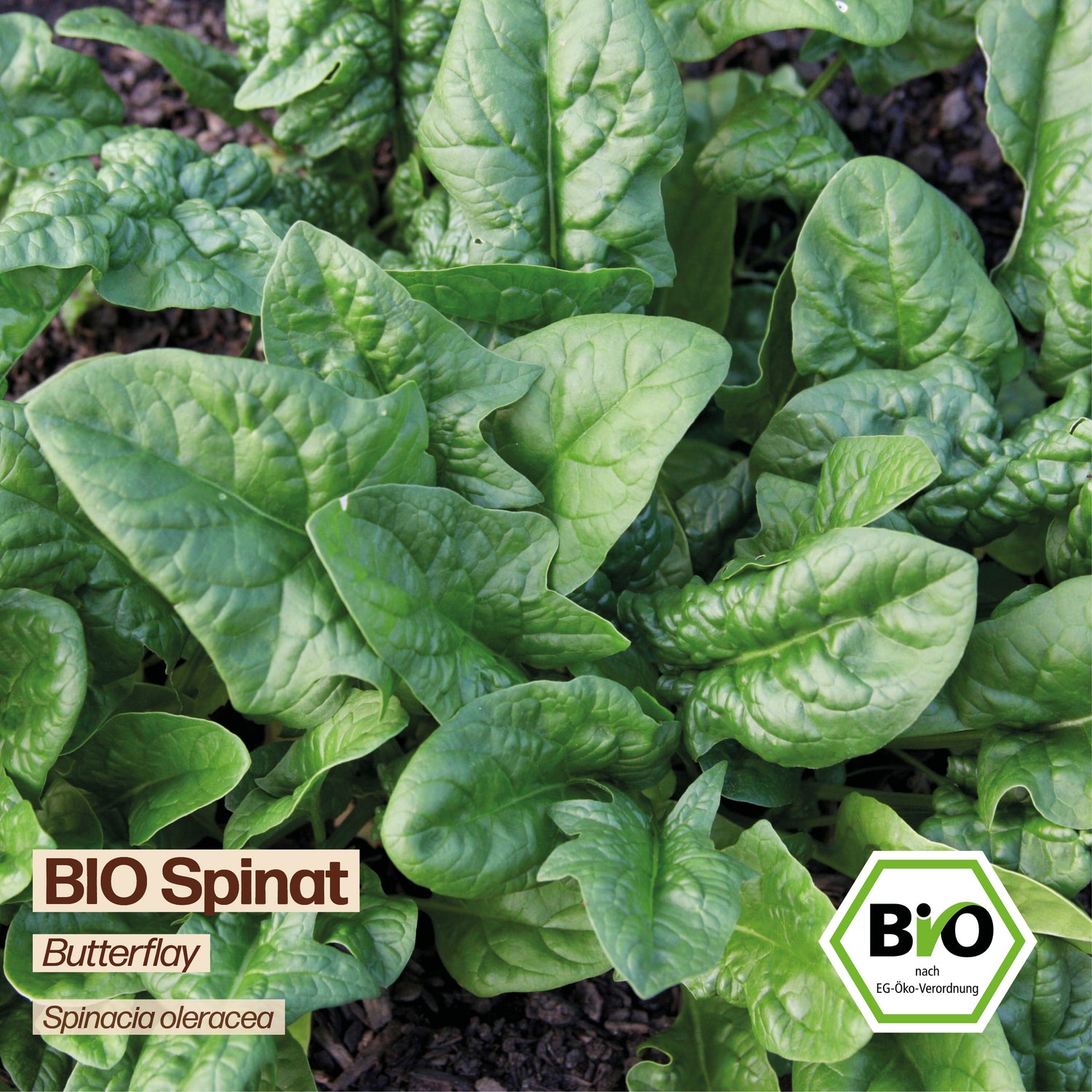 BIO Spinat "Butterflay"