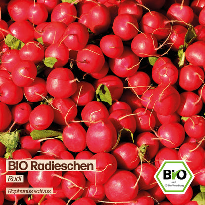 BIO Radieschen "Rudi"