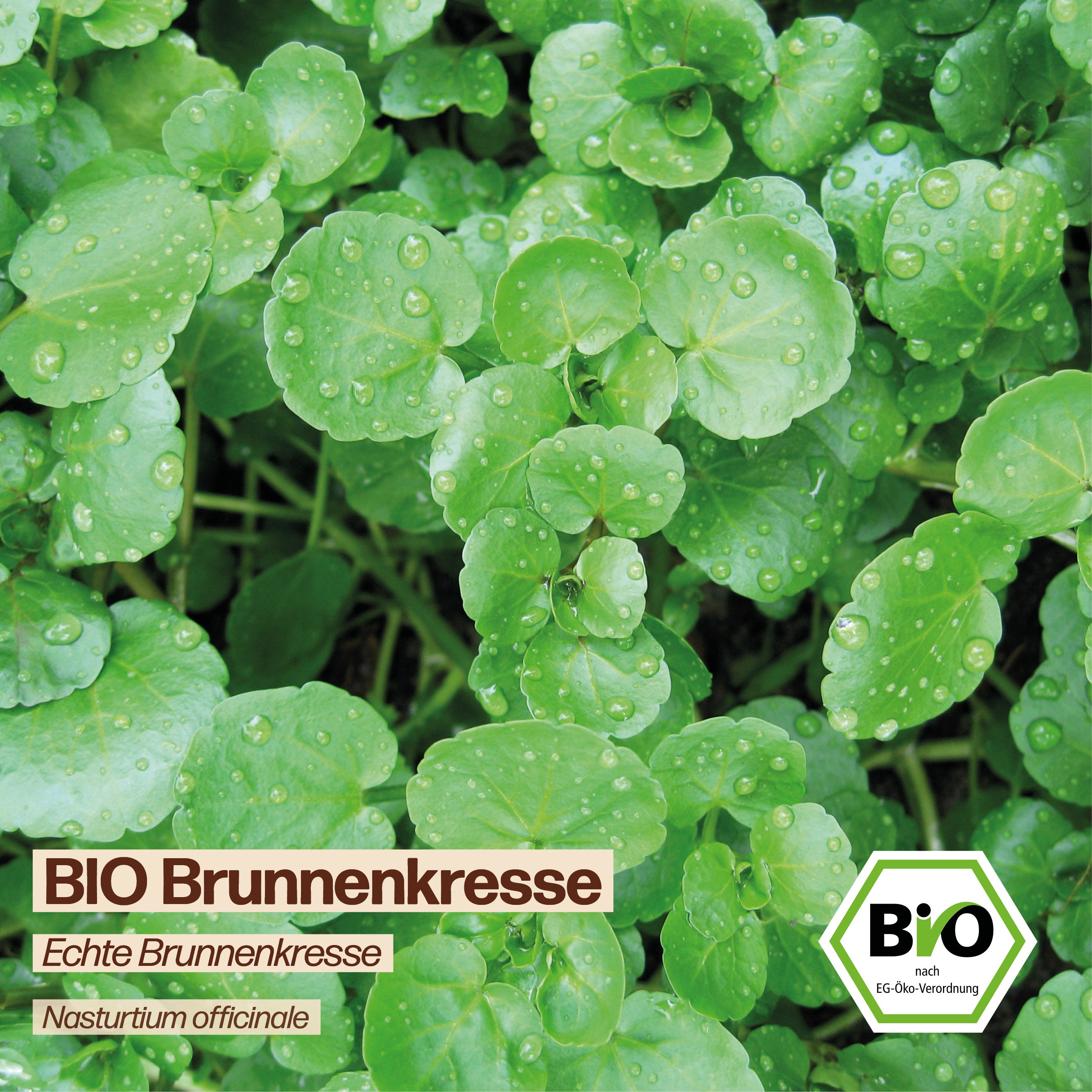 BIO Brunnenkresse "Echte Brunnenkresse"