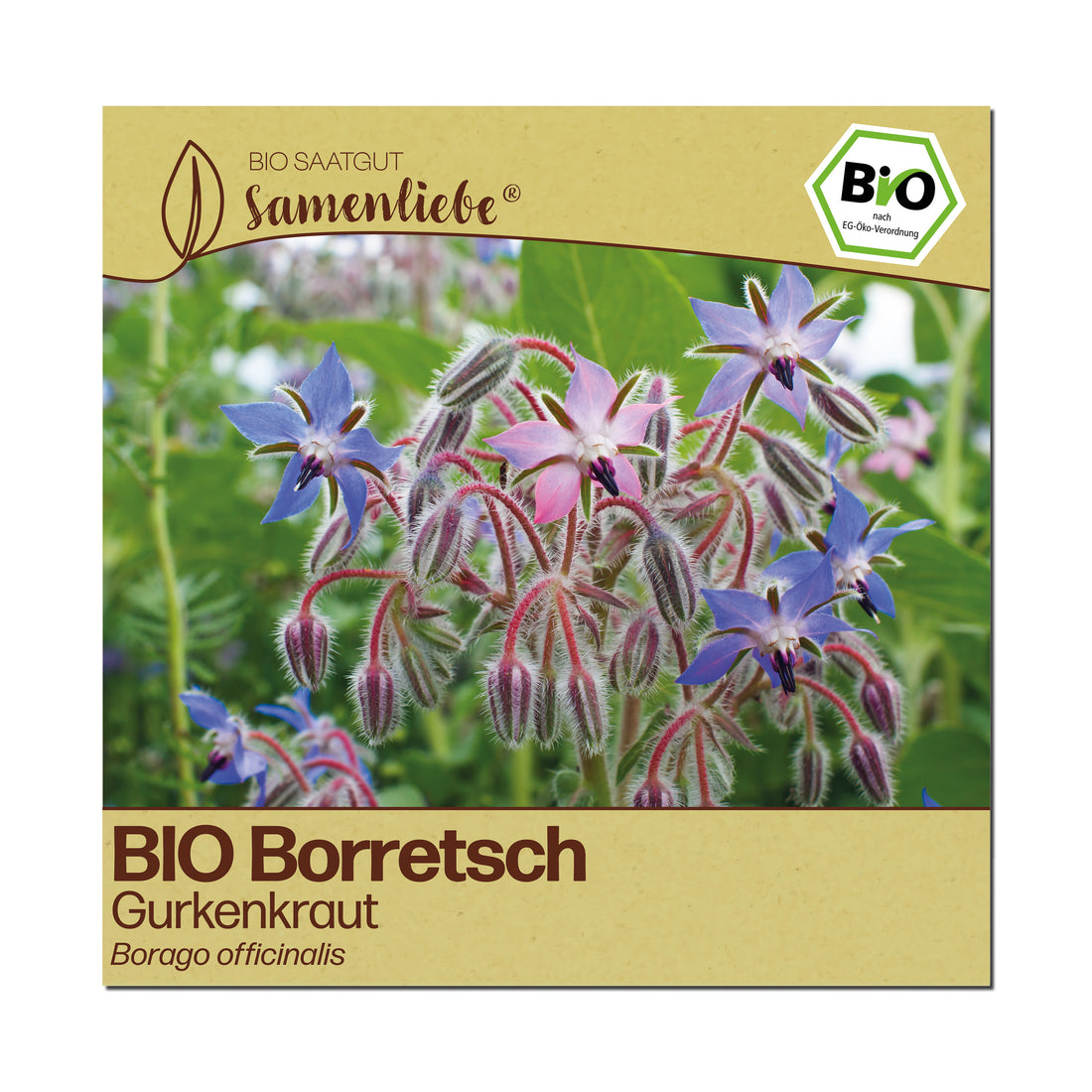 BIO Borretsch "Gurkenkraut"