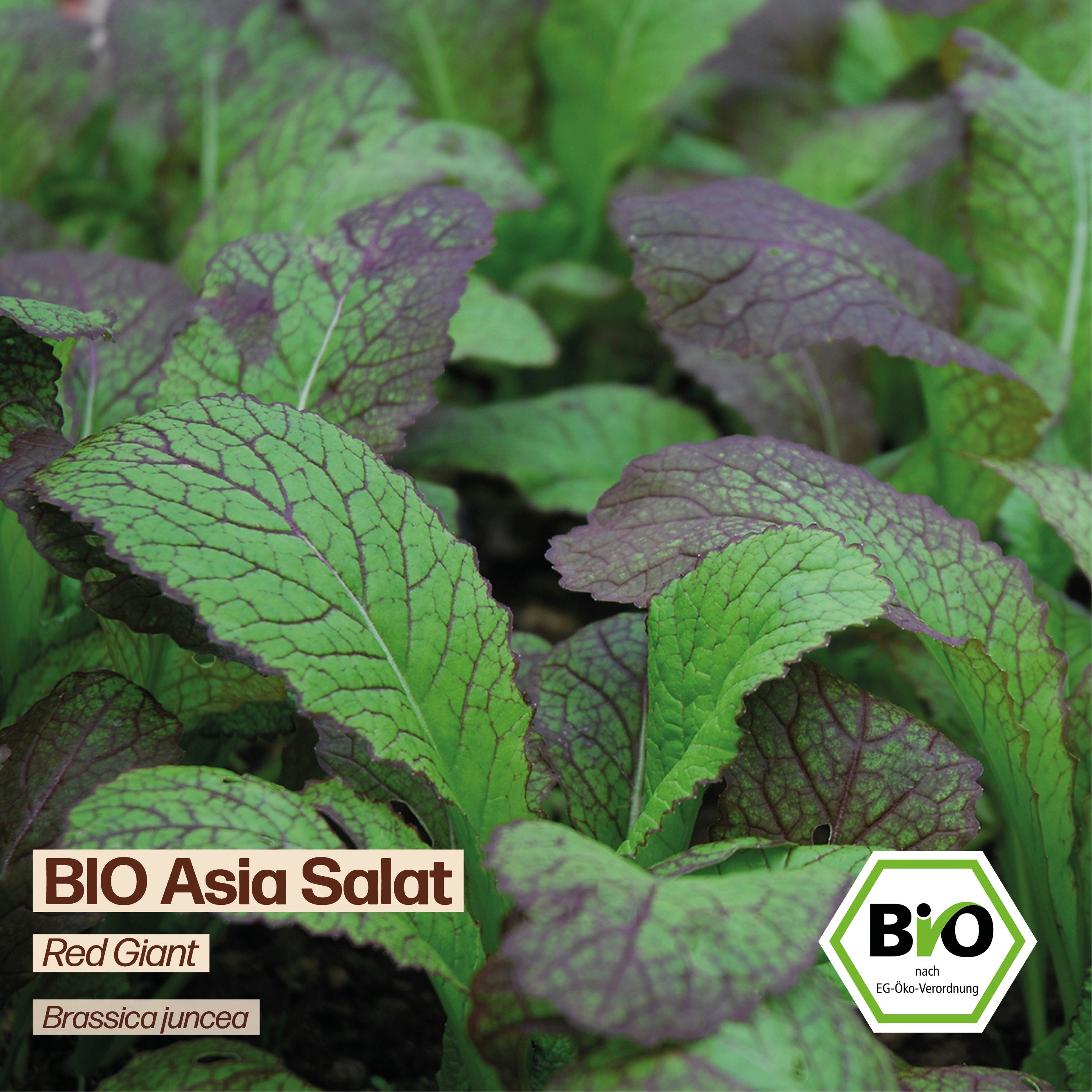 BIO Asia Salat "Red Giant"
