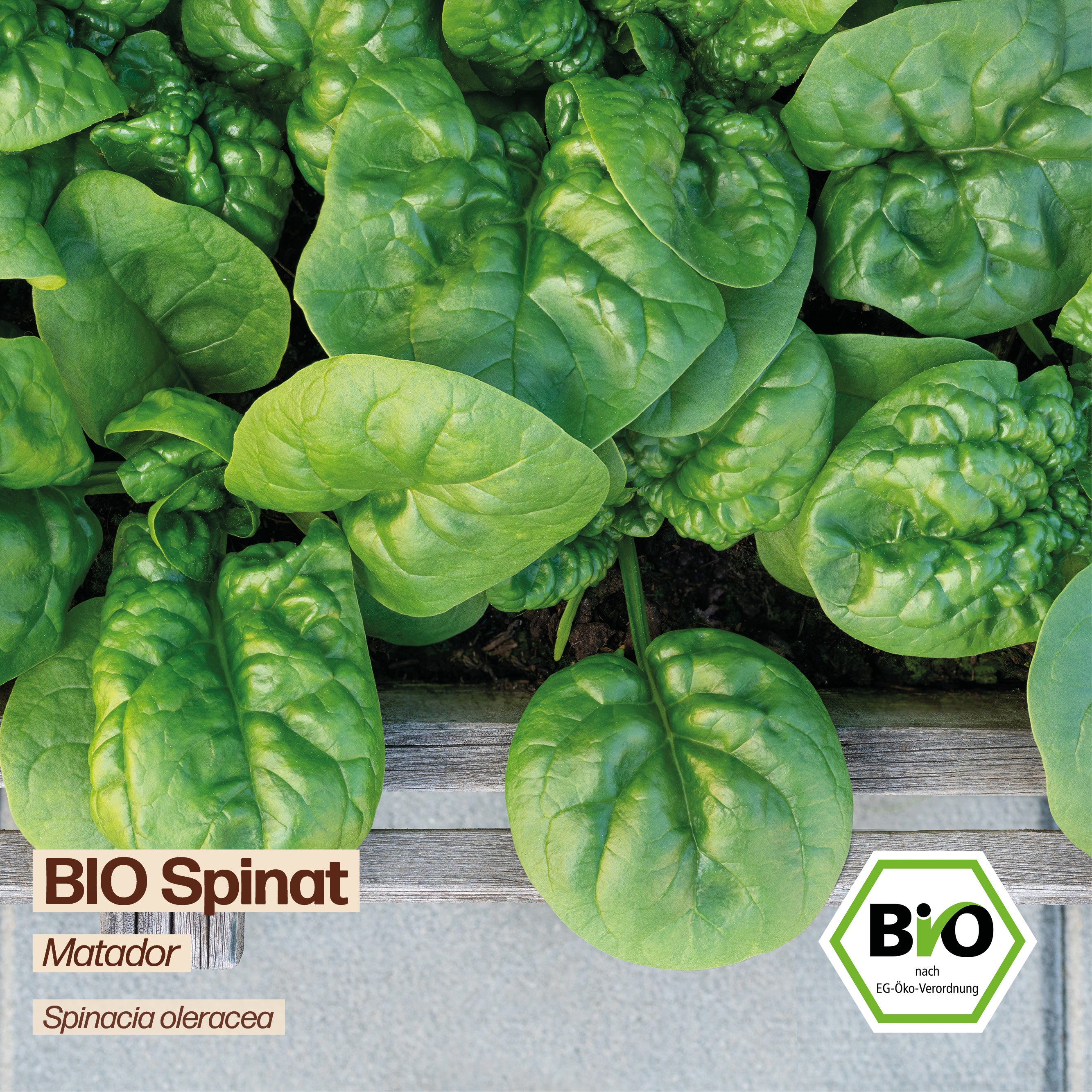 BIO Spinat "Matador"