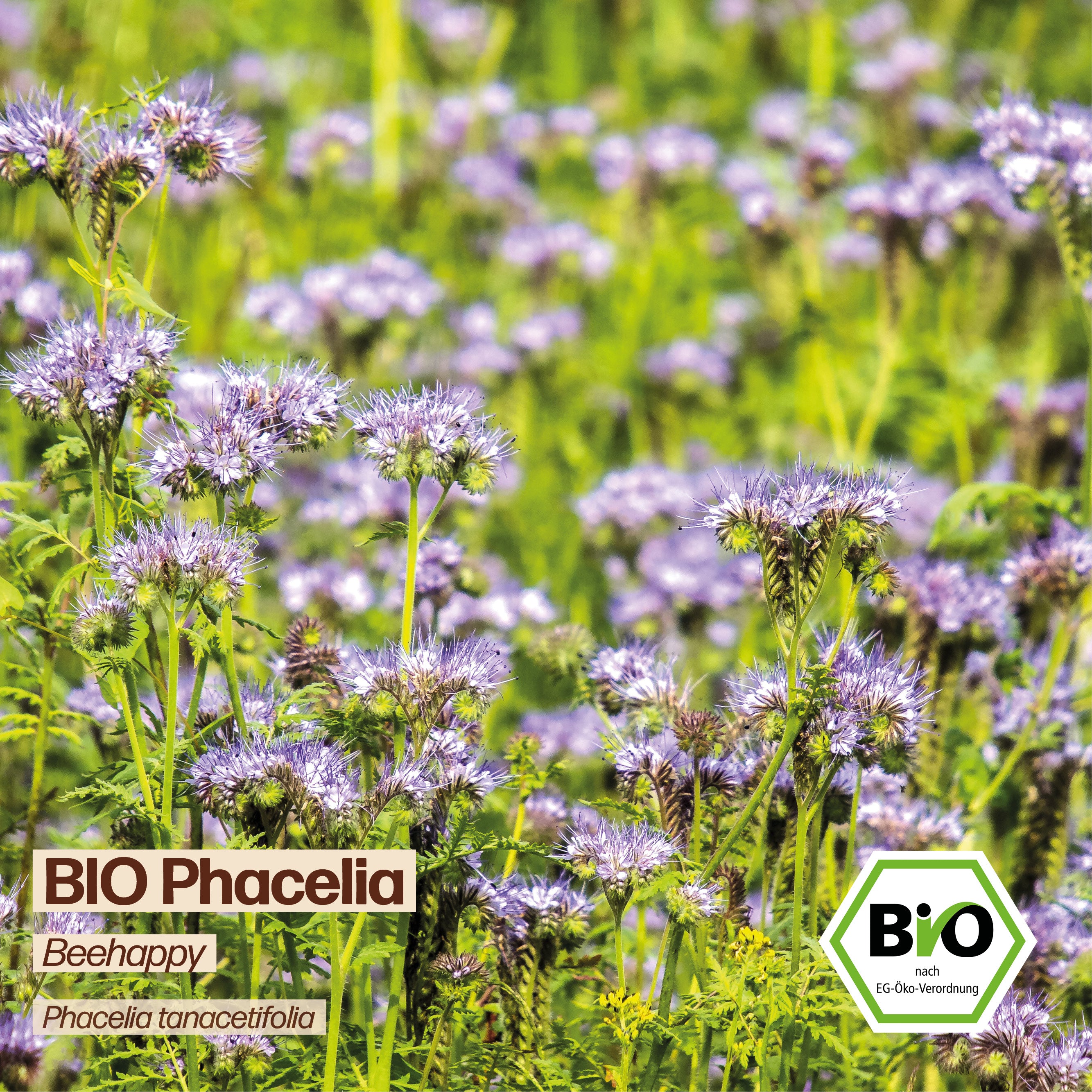BIO Phacelia "Beehappy"