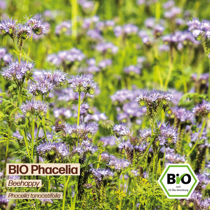 BIO Phacelia "Beehappy"