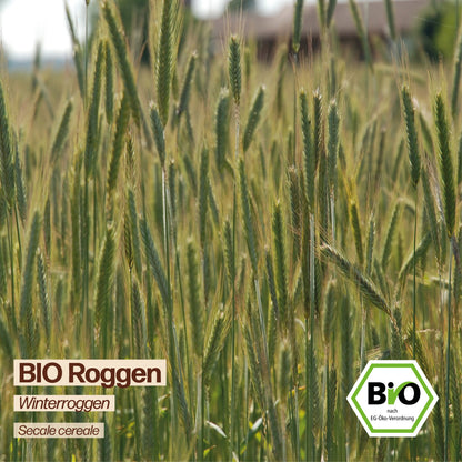 BIO Roggen "Winterroggen"