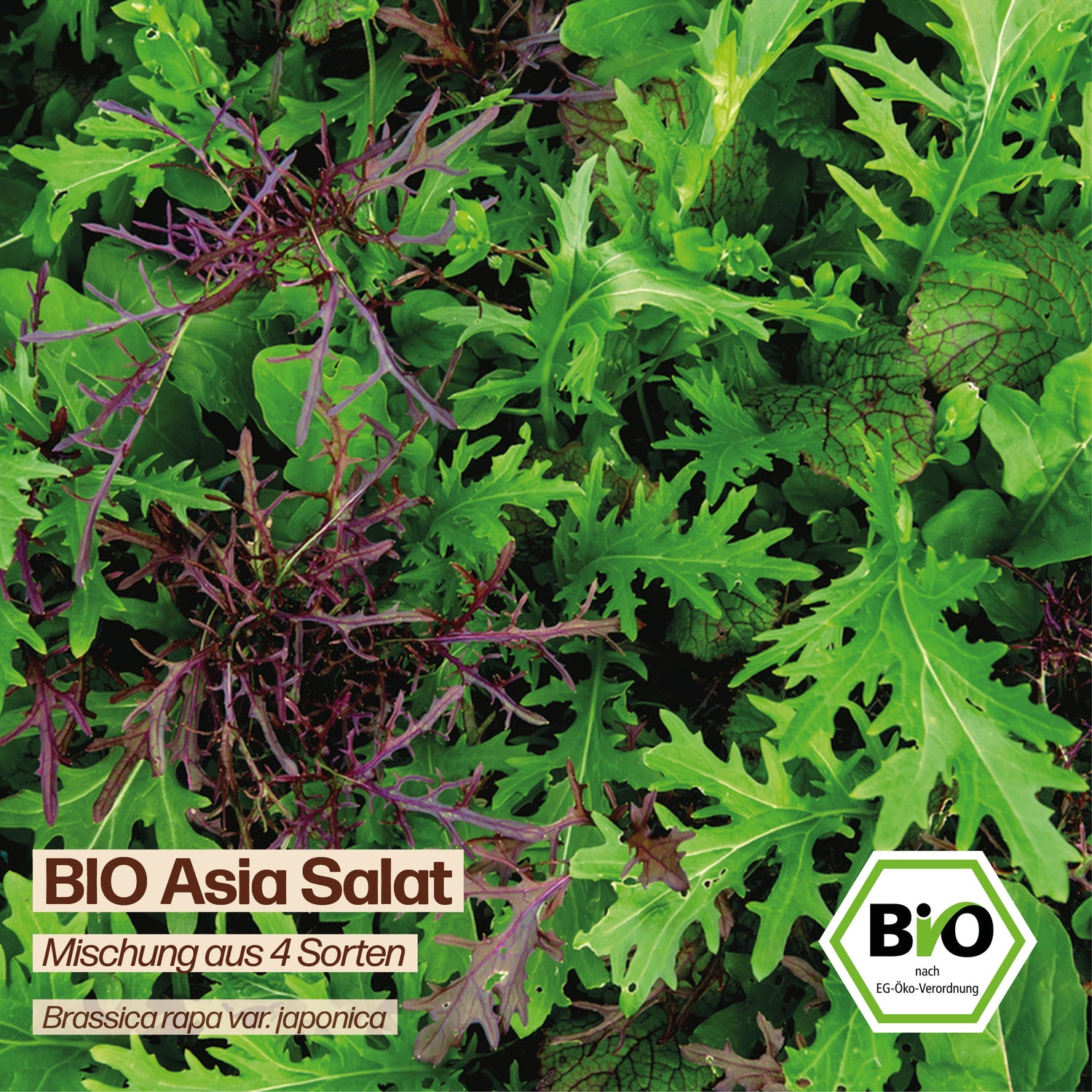BIO Asia Salat "4 Sorten Mix"