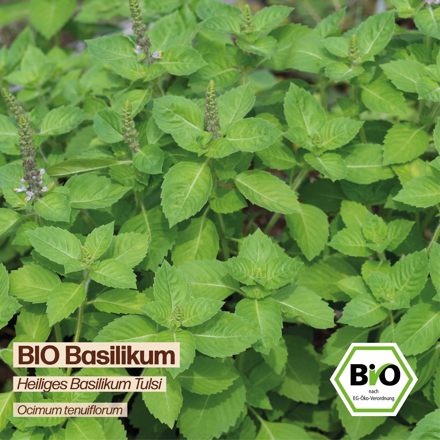 BIO Basilikum "Heiliges Basilikum Tulsi"