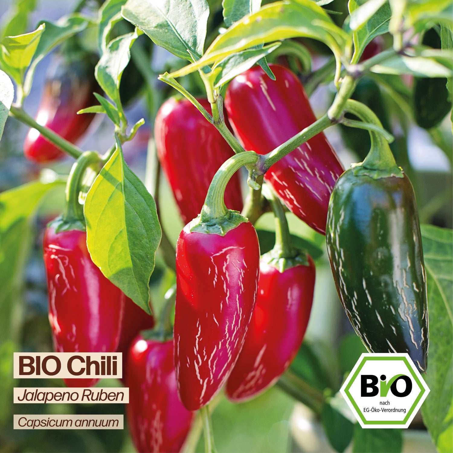 BIO Chili "Ruben"