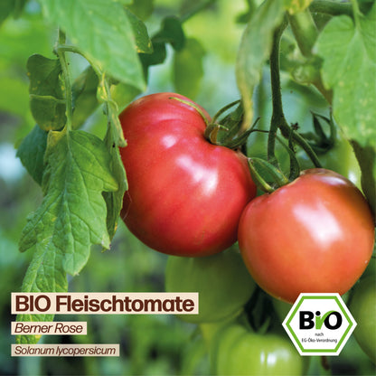 BIO Tomate "Berner Rose"