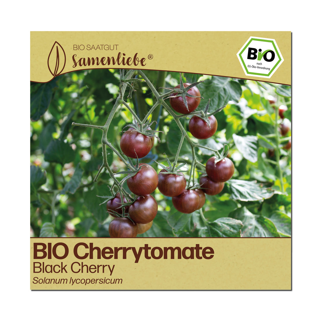 BIO Tomate "Black Cherry"