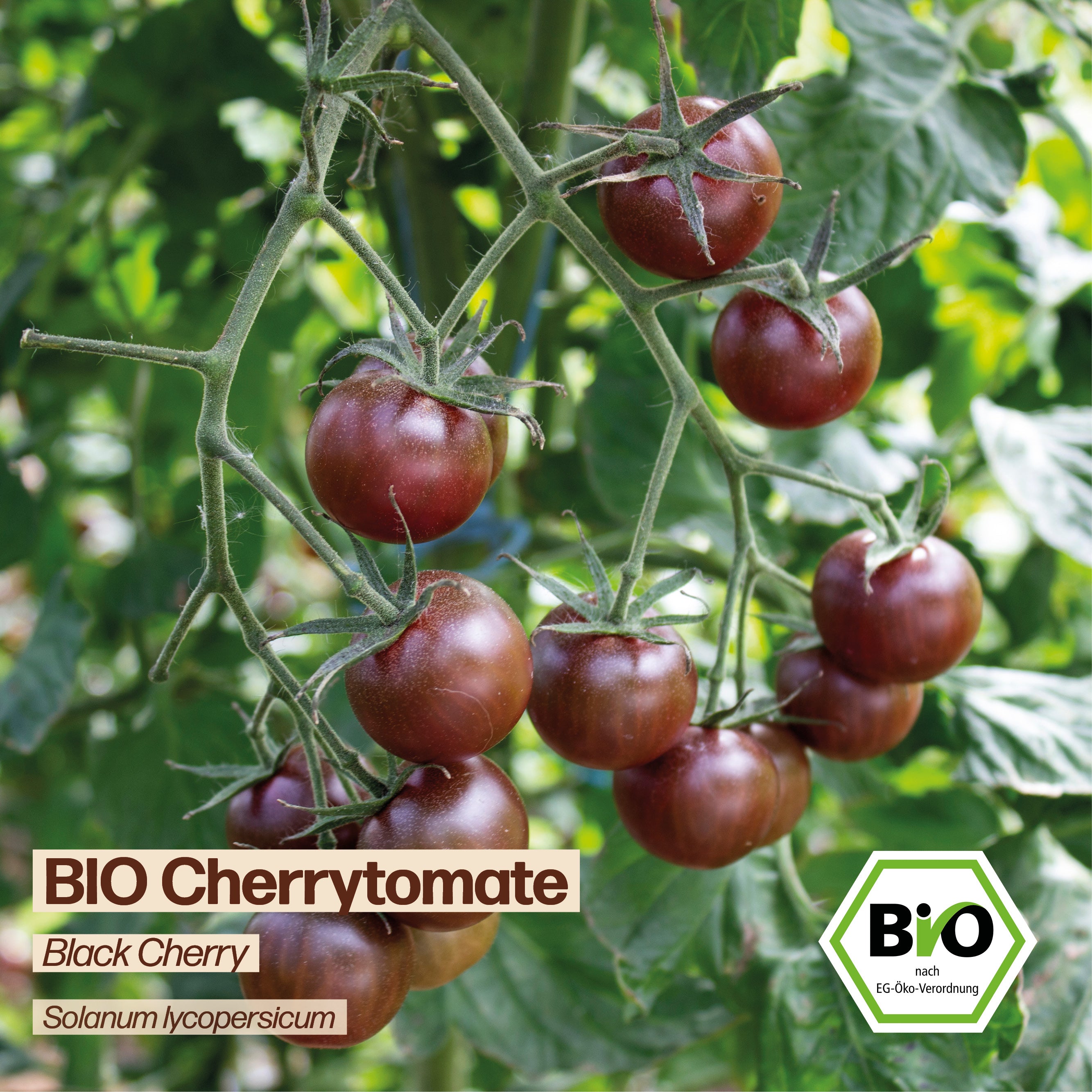 BIO Tomate "Black Cherry"