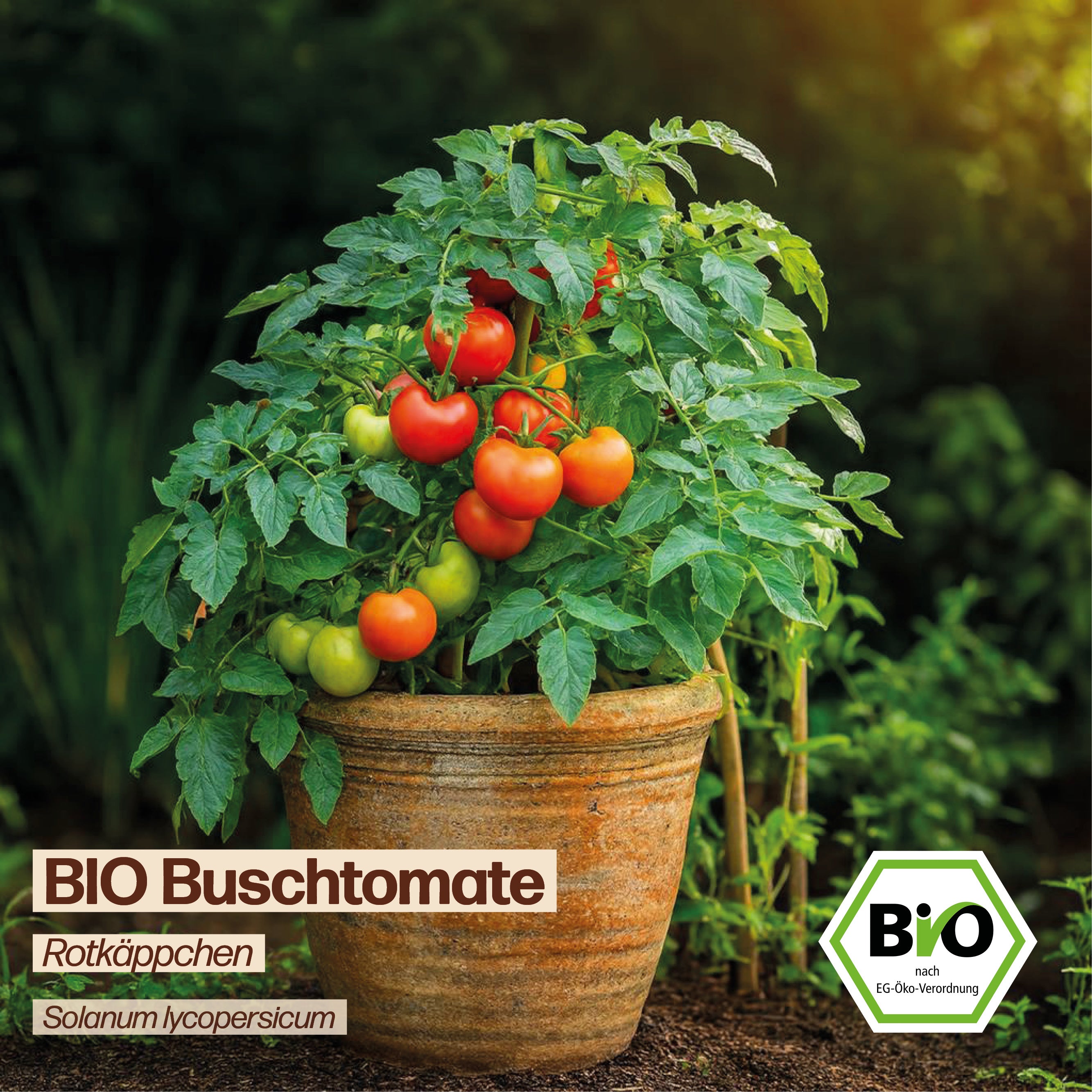 BIO Tomate "Rotkäppchen"