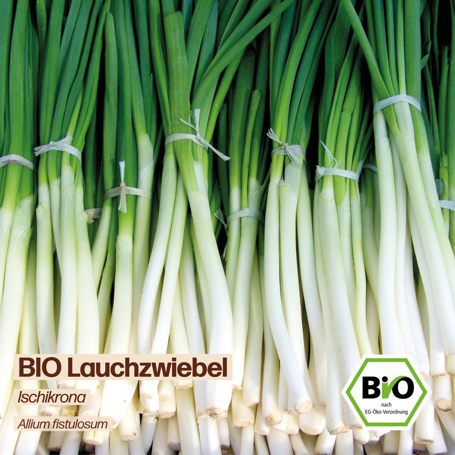 BIO Lauchzwiebel "Ischikrona"
