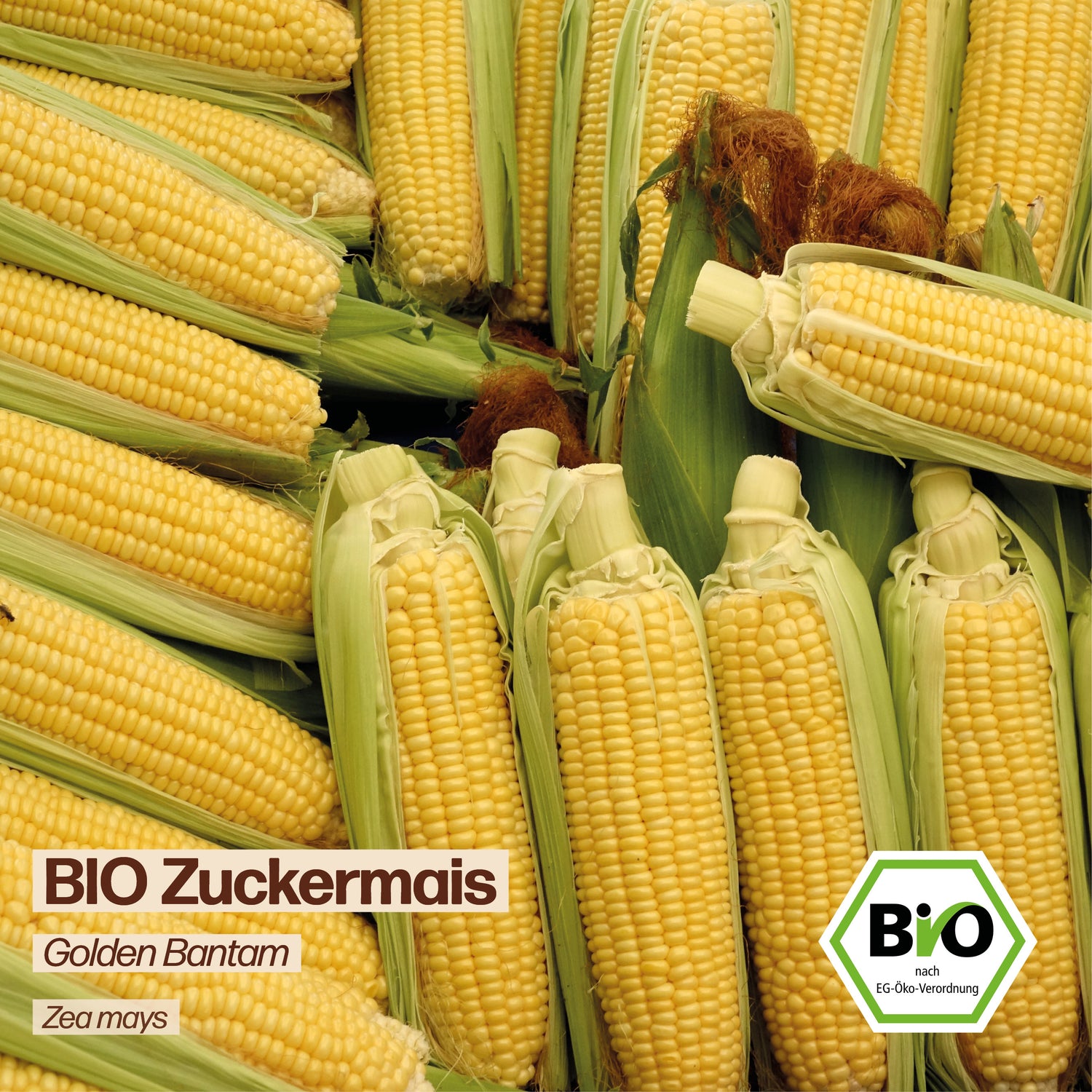 BIO Zuckermais "Golden Bantam"